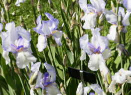 001 - jeanne darc 1907